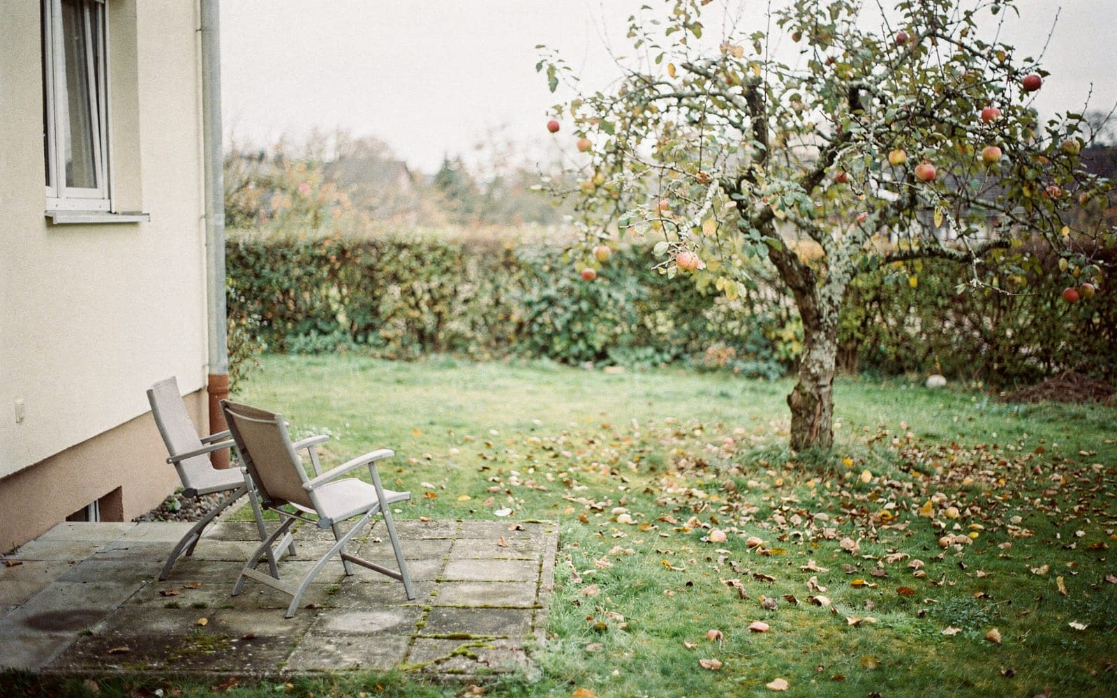 Garten eines Einfamilienhauses im Herbst mit Apfelbaum und kleiner Terrasse