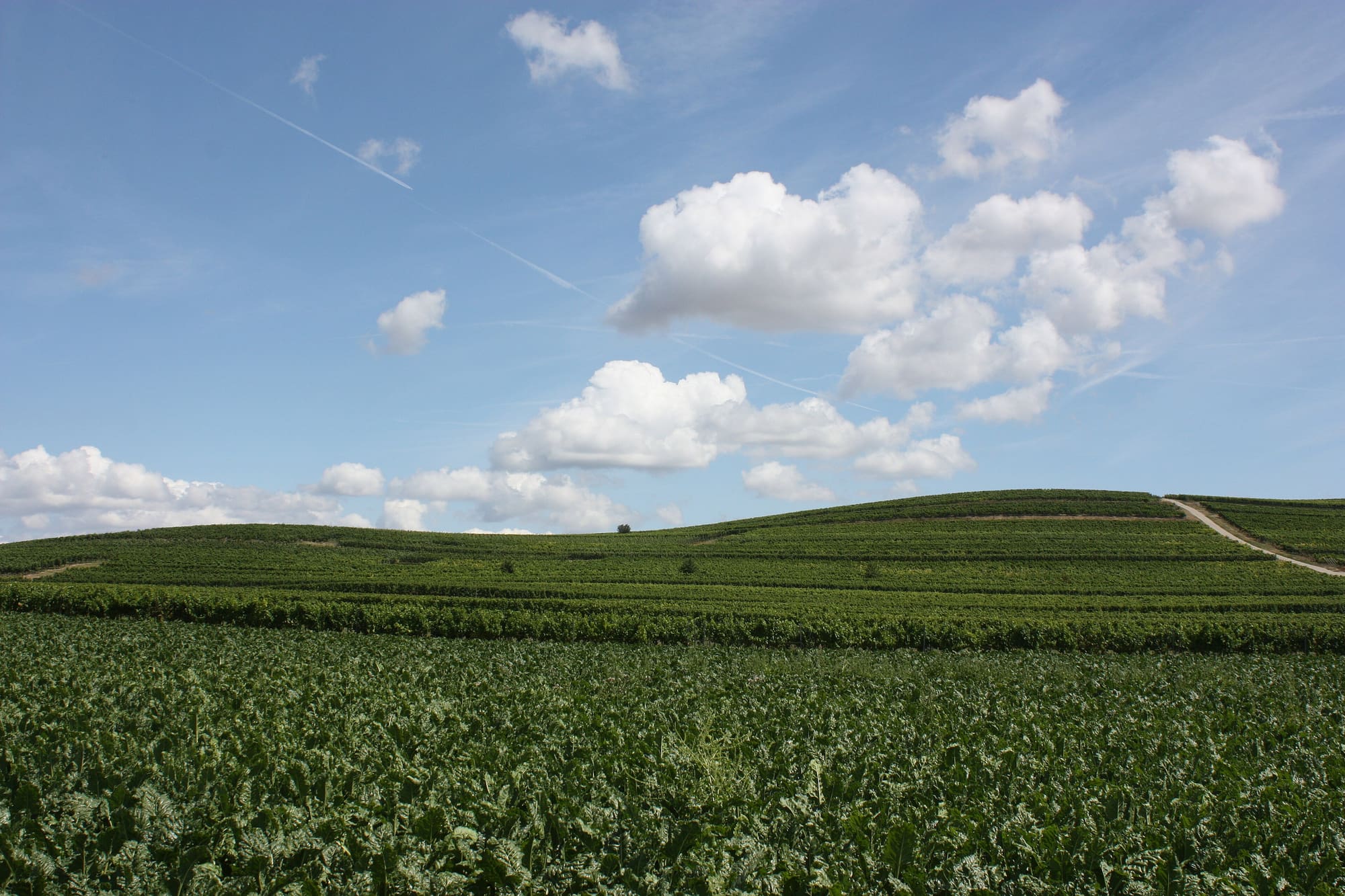 Weinberge in Rheinhessen bei Bechtolsheim
