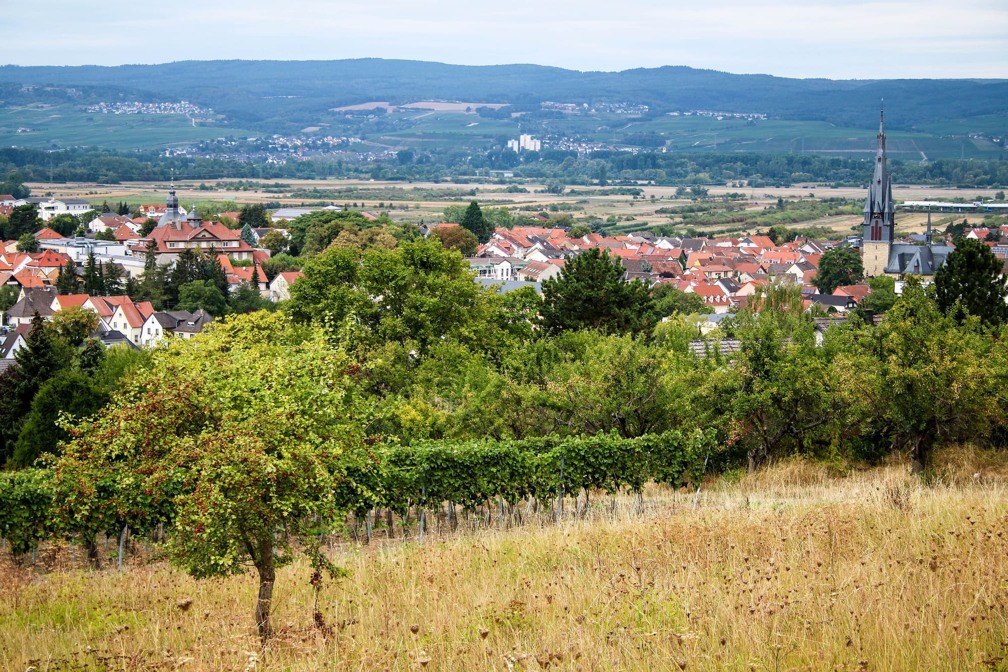 Blick über ein rheinhessisches Dorf mit Weinbergen und Kirchturm